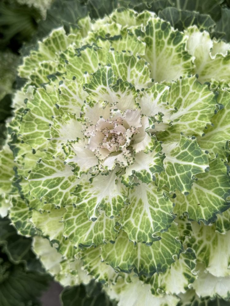 A green and white ornamental cabbage.

Camera: iPhone 15 Pro. 

November 2025. At a local nursery.

