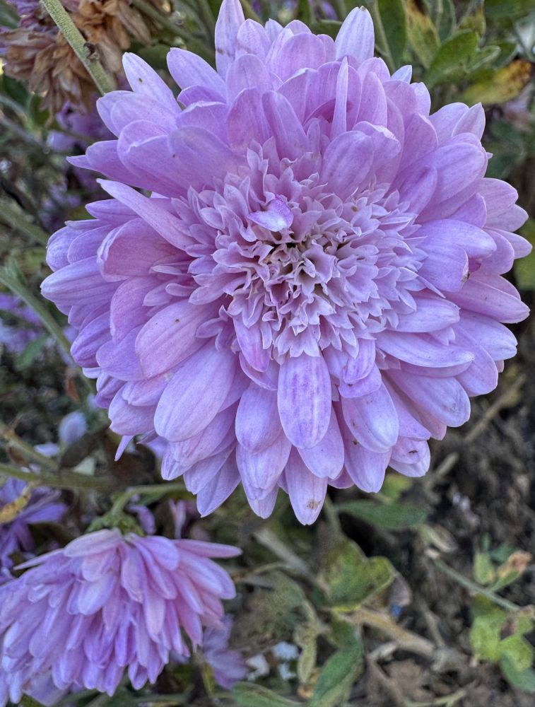 Light purple chrysanthemum and green leaves.

Camera: iPhone 15 Pro. 

November 2025. Gamble Garden.