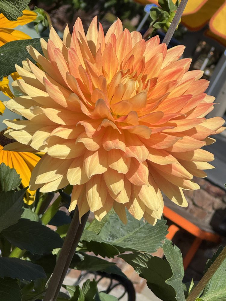 An orange and peach dahlia standing tall with green leaves. A yellow flower, a brick wall, and an orange table are partially visible in the background.