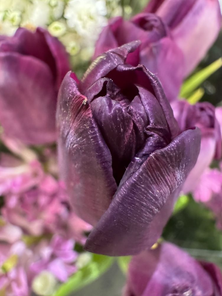 A close-up of a purple tulip. Other tulips and greenery are present, but out of focus.