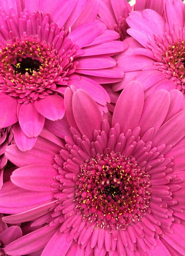 Close-up of Bright pink daisies.