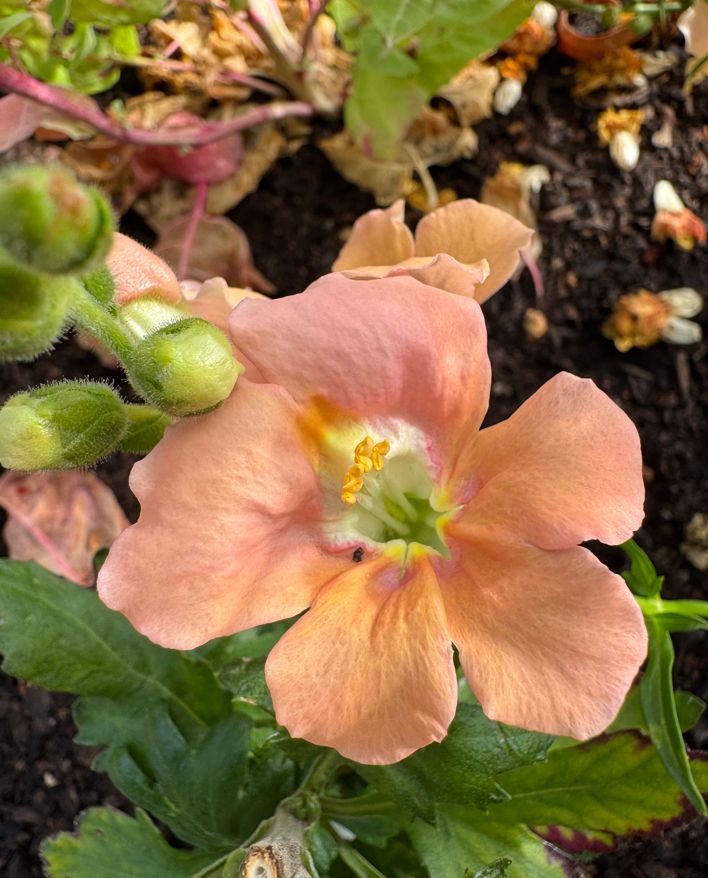 I am not sure what this apricot or salmon colored flower is, along with green leaves and buds.