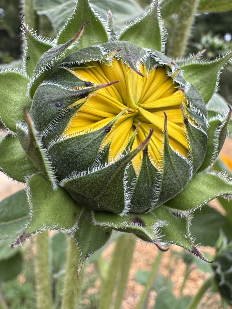 A macro of a yellow sunflower bud and green leaves. Some brown soil is visible in the background.

Camera: iPhone 15 Pro. 

September 2025. Gamble Garden.
