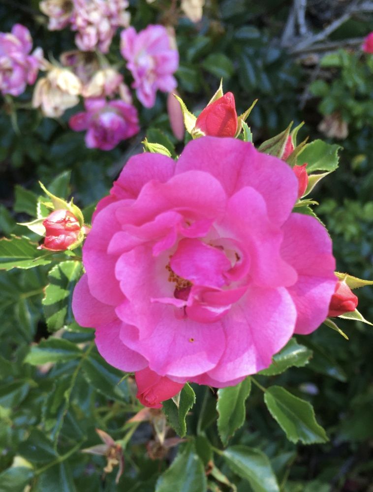 A pink rose, buds, and greenery. Sme smaller flowers are in the background but out of focus.

Camera: iPhone SE (1st Generation).

June 2024. From a neighborhood walk.