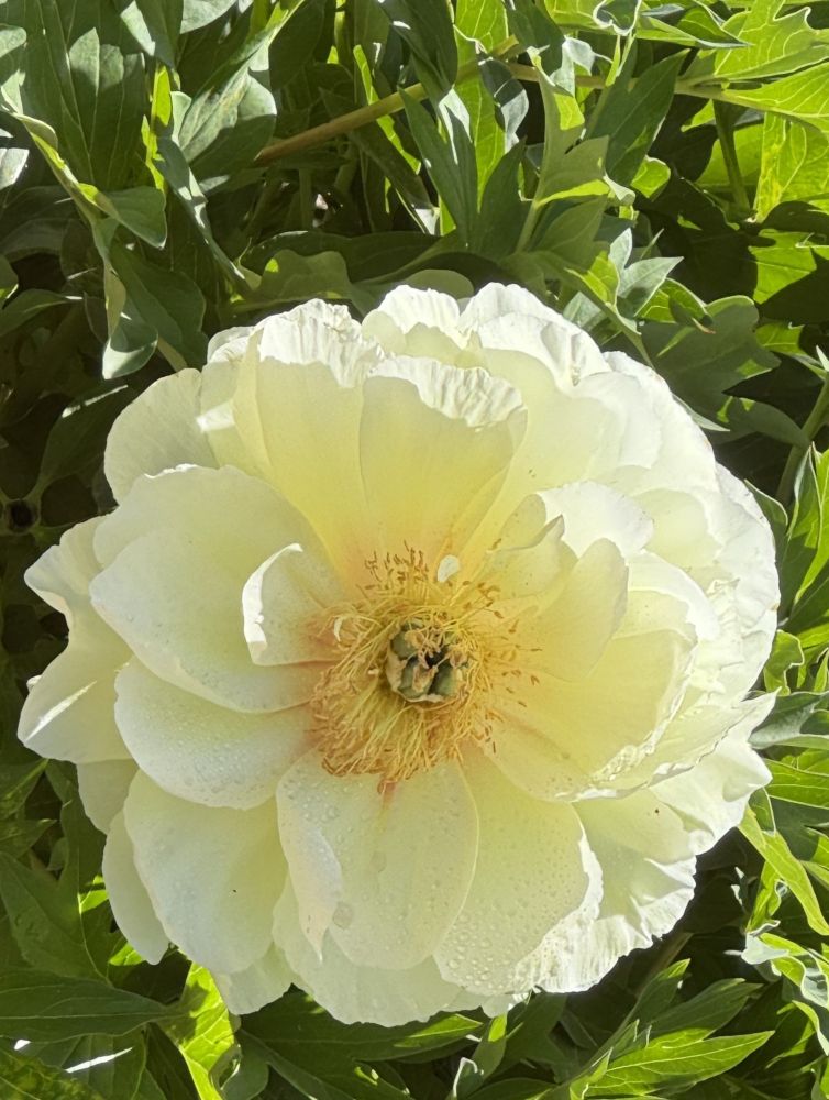 A yellow peony and green leaves. From the Filoli Gardens visit in May 2025.