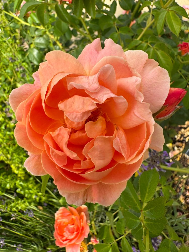 Orange colored rose and buds with greenery. From Gamble Garden visit in July 2025.