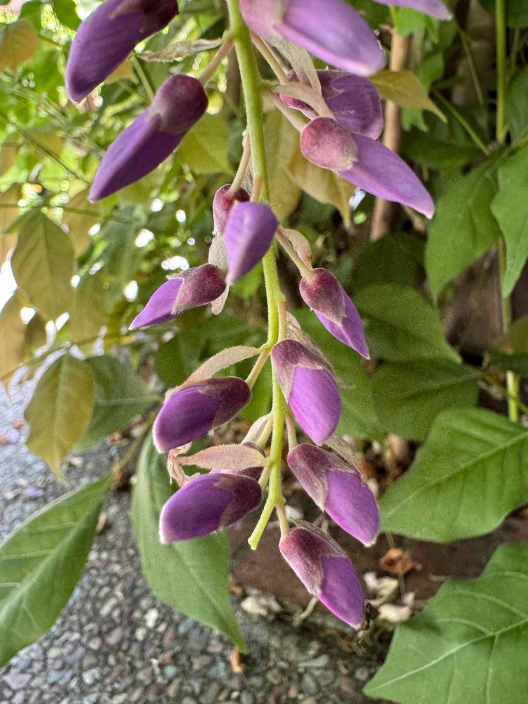 Purple Wisteria buds and green leaves.

Camera: iPhone 15 Pro. 

May 2025. My garden.