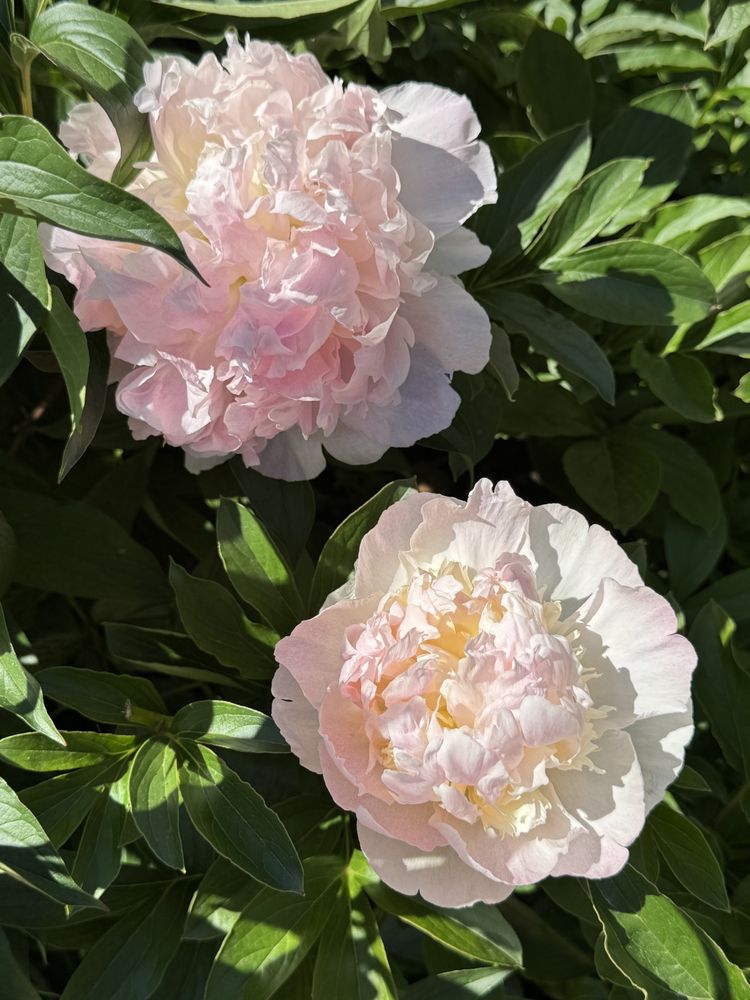 Two pale pink peonies and green leaves.