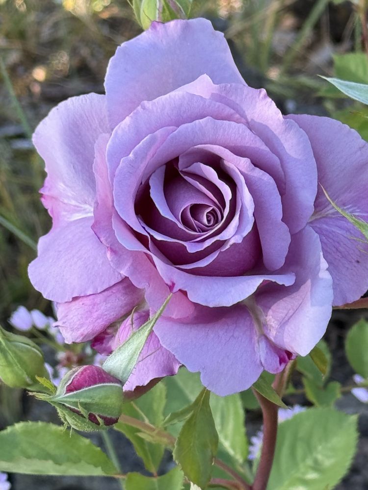 A lavender colored rose, bud, and green leaves.