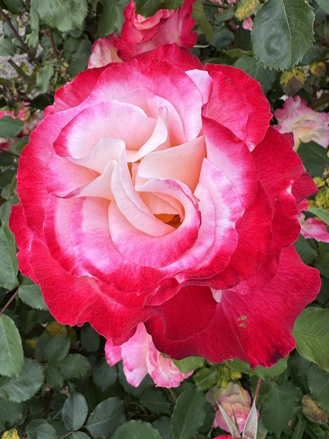 A red rose with a pale pink center, and green leaves.
