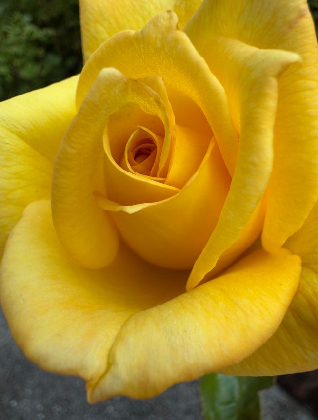 A yellow rose bud in the process of unfurling.