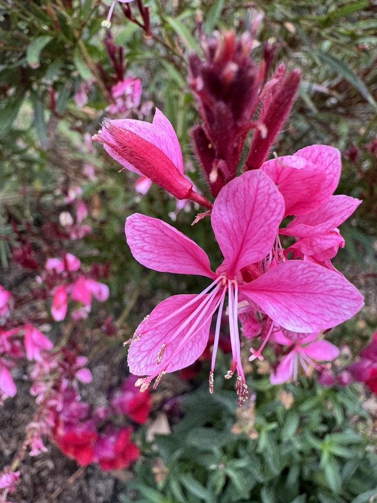 A close-up of pink gaura, also known as Lindheimer's beeblossom or wandflower. More flowers and greenery are in the background, out of focus.

Camera: iPhone 15 Pro. 

August 2025. From a neighbor's front yard.