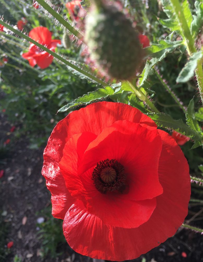 A close-up of a red poppy. Greenery , buds and smaller poppies are also visible.

Camera: iPhone SE (1st Generation).

April 2024. From a neighborhood walk.