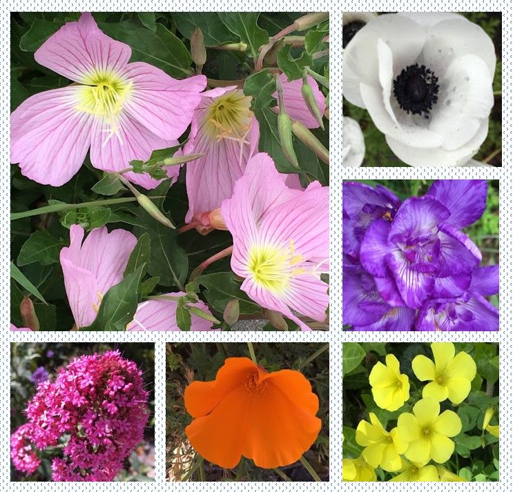 A photo montage: From top left, clockwise: Pink evening primroses, white poppies, purple freesias, yellow Bermuda buttercups, my favorite orange California poppy, and red valerian. Camera: iPhone SE (1st Generation). Spring 2023. Flowers from my neighborhood.