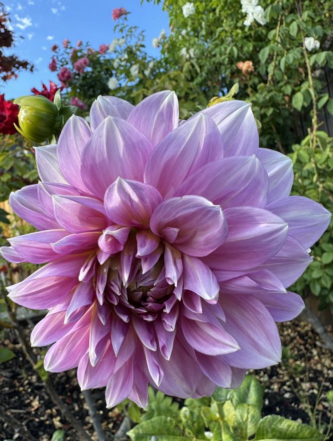 A lavender color dahlia in a garden with greenery, a bud, and several flowers. Some soil and a blue sky are also visible. Camera: iPhone 15 Pro. August 2025. From a neighbor's garden.