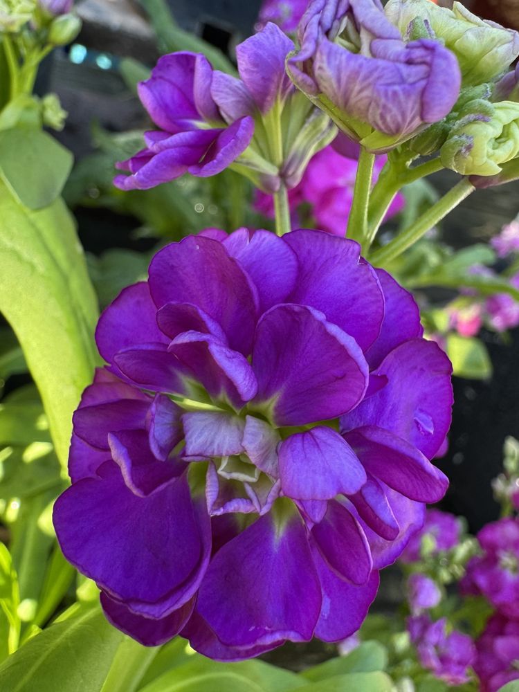 Purple stock flowers and green leaves.

Camera: iPhone 15 Pro. 

Movember 2025.