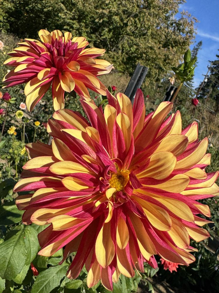 Two "crazy legs" dahlias in red and yellow with green foliage, and a bit of blue sky. 

Camera: iPhone 15 Pro. 

November 2025. Gamble Garden.