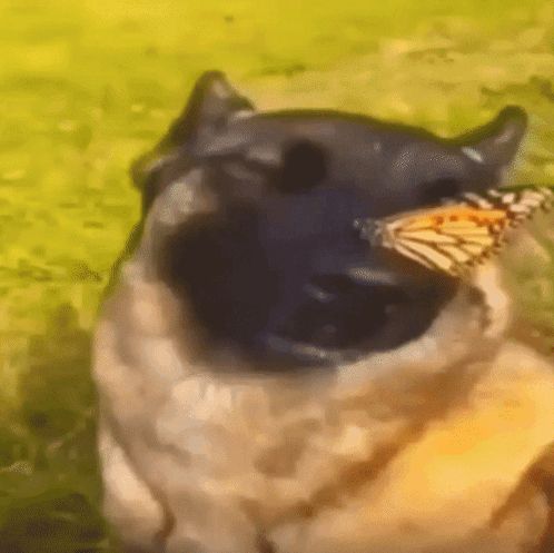 a dog with a butterfly in its mouth