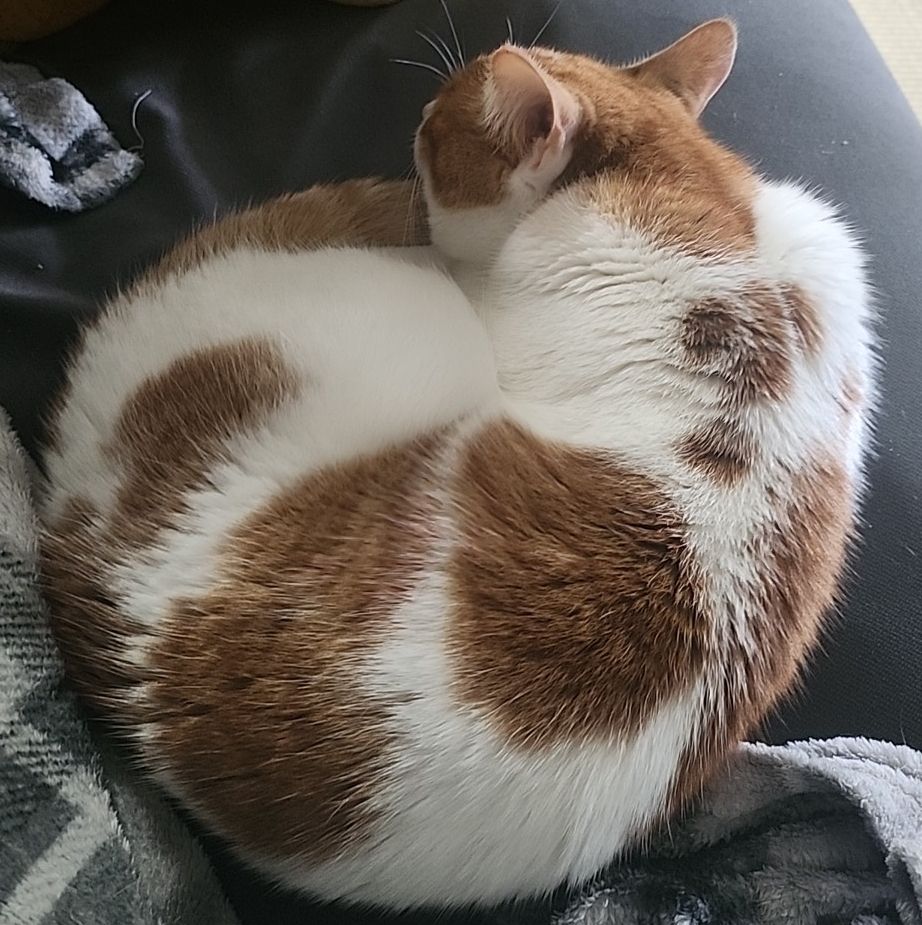Clyde, a white and orange cat, sleeping and rolled into a ball.
