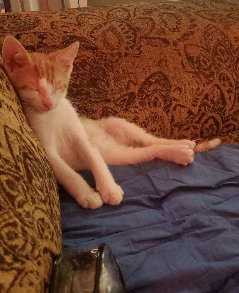 A small white and orange kitten sleeps on an ornate golden couch. He is laying sideways and his body is at a 90 degree angle.