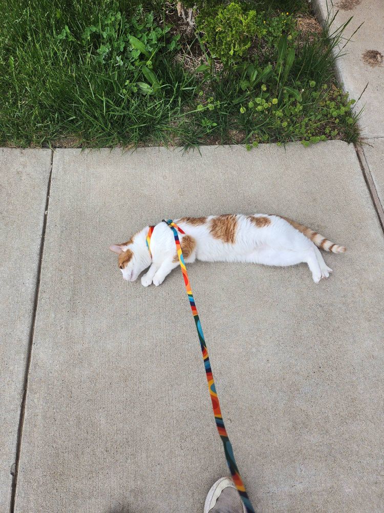 A white and orange cat peacefully lays on the sidewalk, facing leftwards. He is attached to a rainbow leash. Verdant grass and leaves sit above the sidewalk.