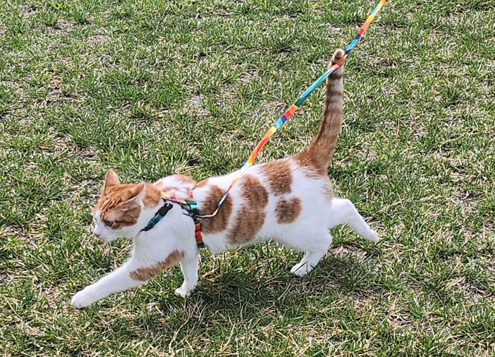 Clyde, a white and orange cat, walks outside in the grass. He has a rainbow harness and leash, held by someone off-screen.