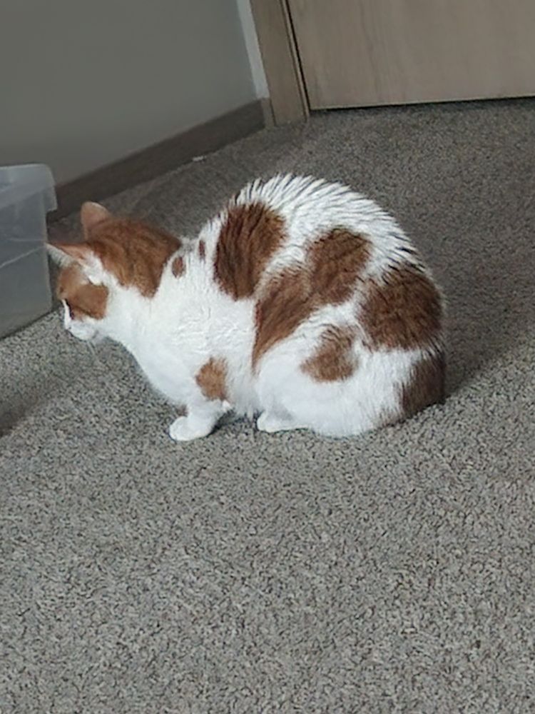 Clyde, a white and orange cat, sits on his hind legs while getting ready to pounce with his front legs