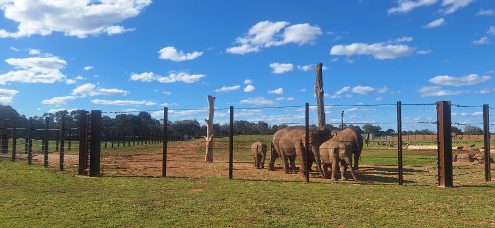 Several elephants including babies standing about at the new Werribee Zoo enclosure