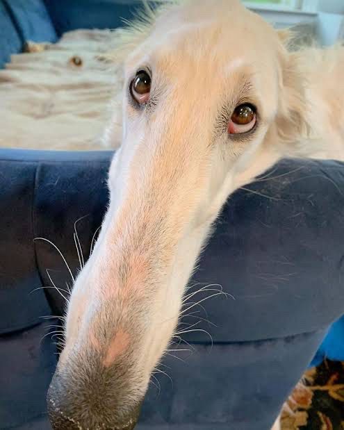 The face of a Borzoi with a long, narrow snout.

細長い鼻を持つボルゾイ犬の顔。