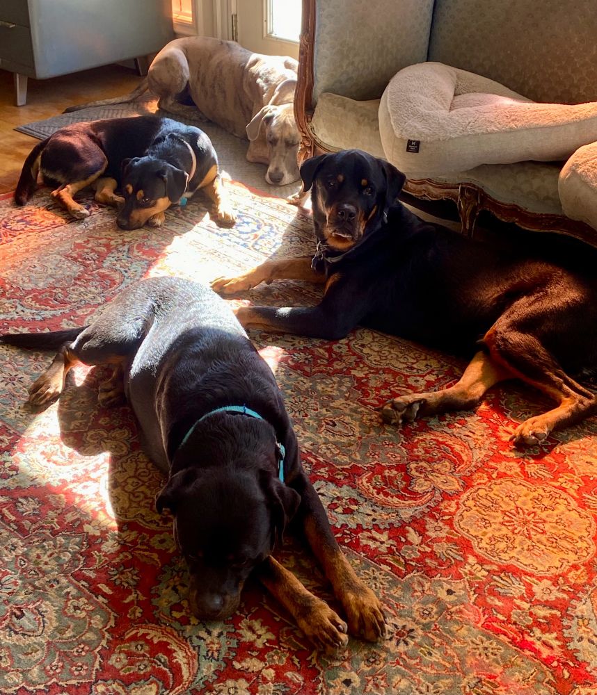 Three rottie mixes and a Great Dane share a strip of sunlight shining through a glass door. 