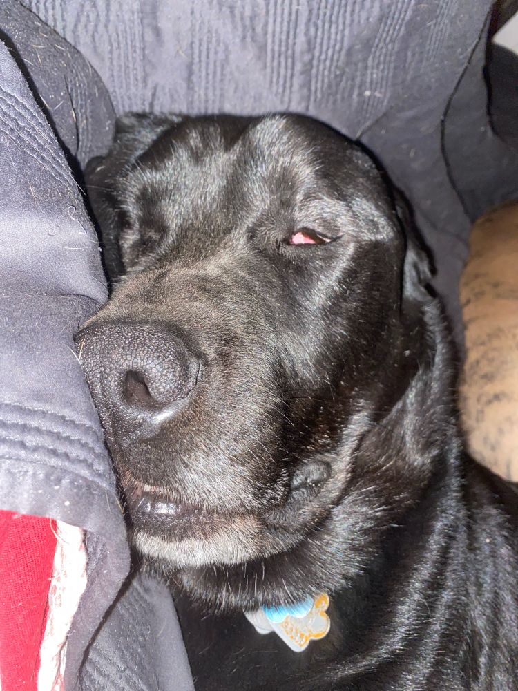 Bert a sleeping labrottie