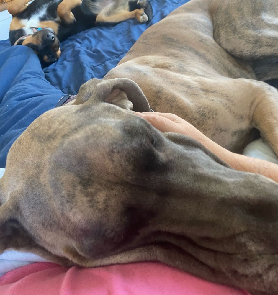 Close up of Great Dane snuggles