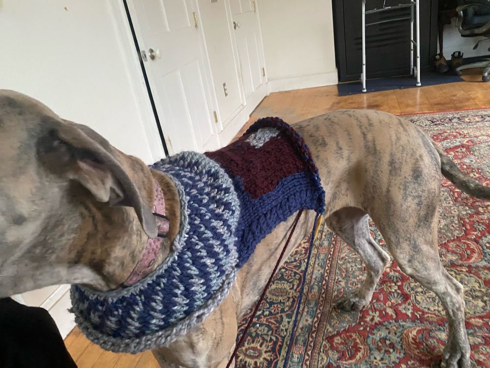Great Dane models her partially finished dog sweater.