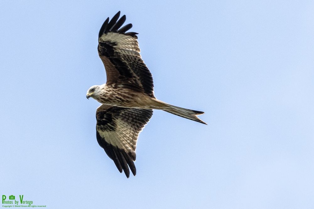Red kite flying overhead