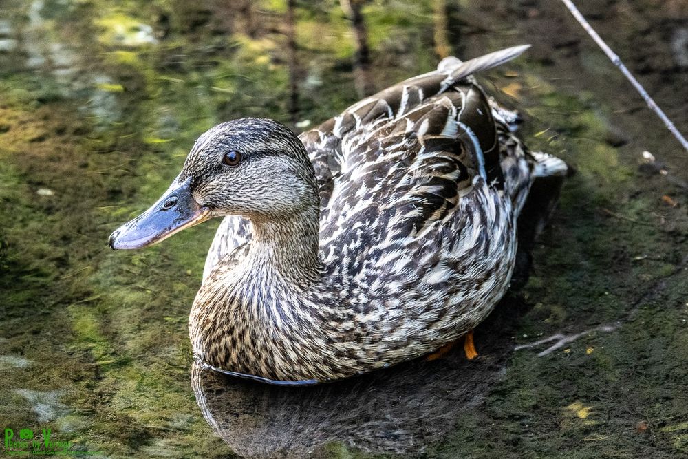 female mallard duck