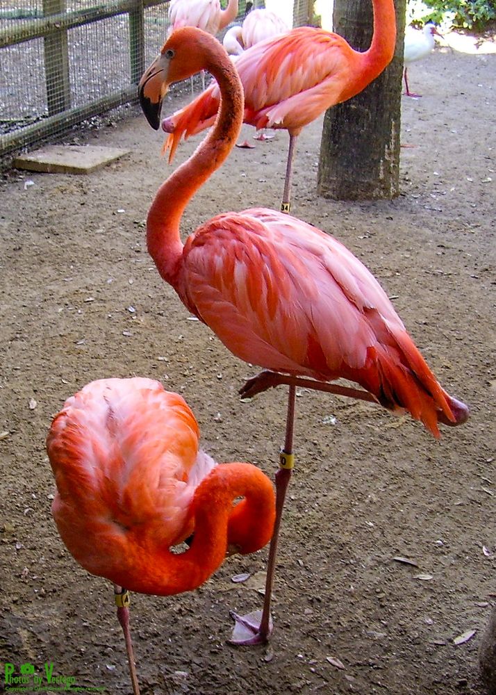 flamingo balancing on one leg