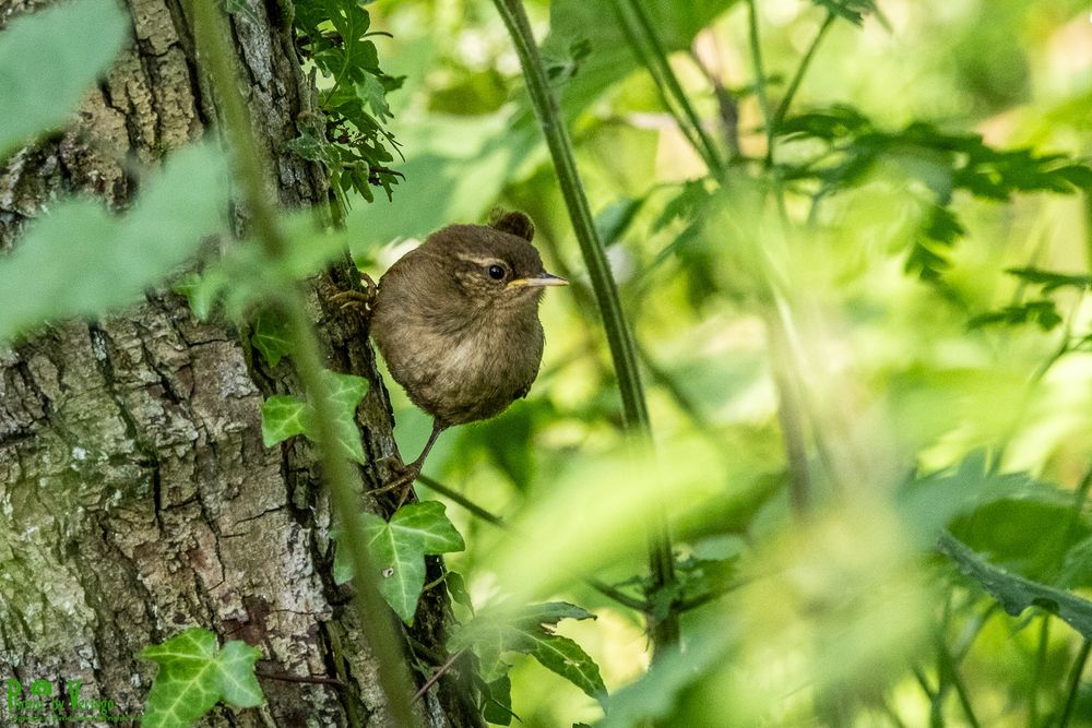 wren hiding in the branches