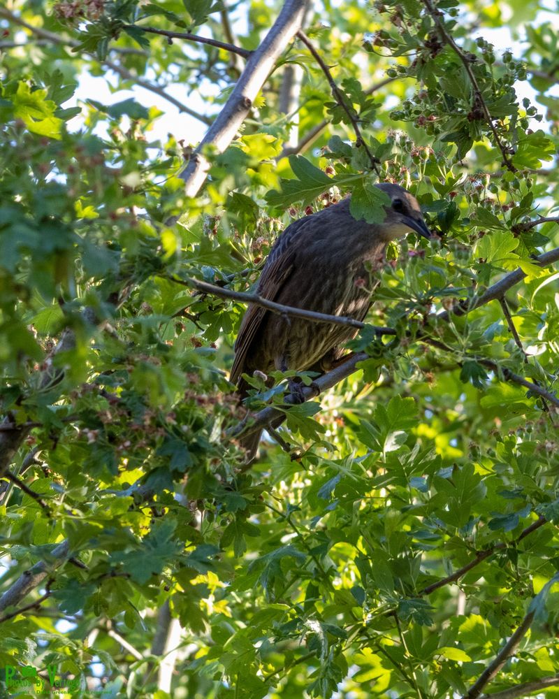 juvenile starling hiding in the trees