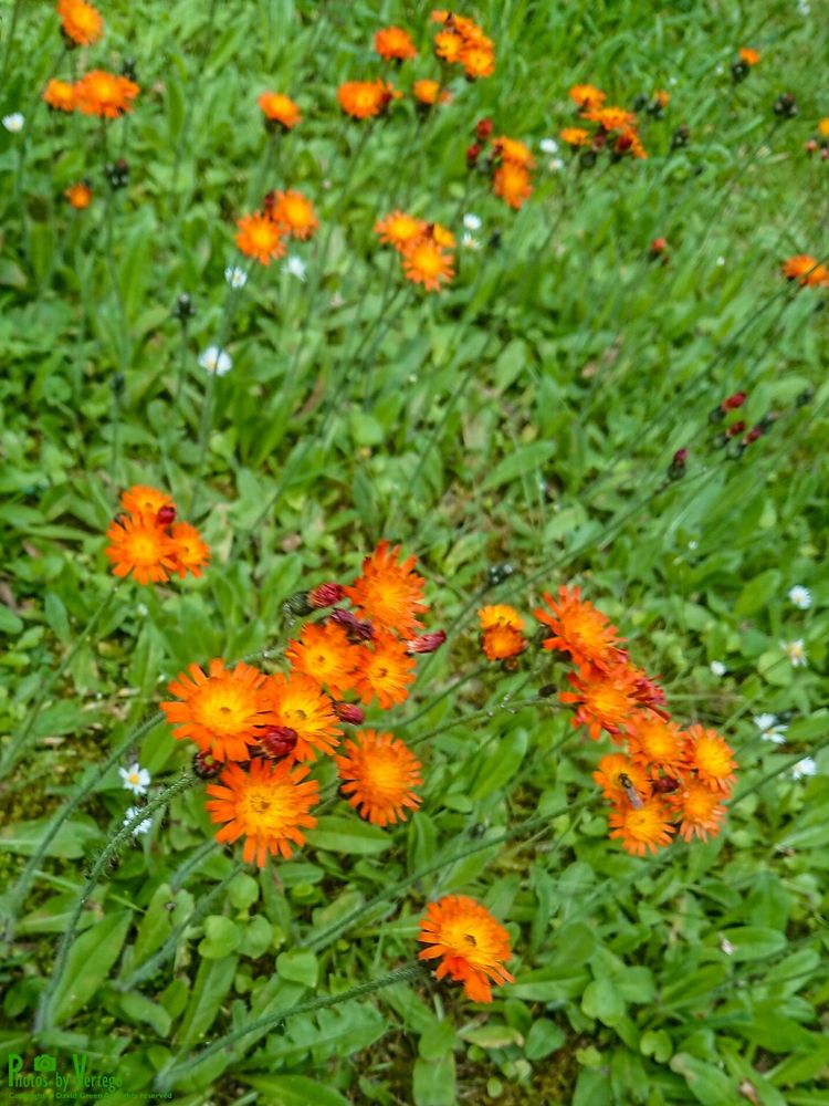 Fox-and-cubs (Pilosella Aurantiaca)