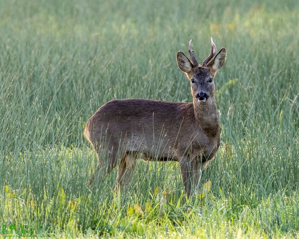 roe deer watching avidly