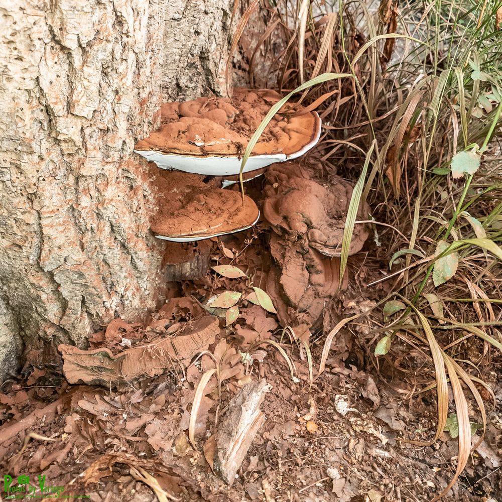 fungi on oak tree stump