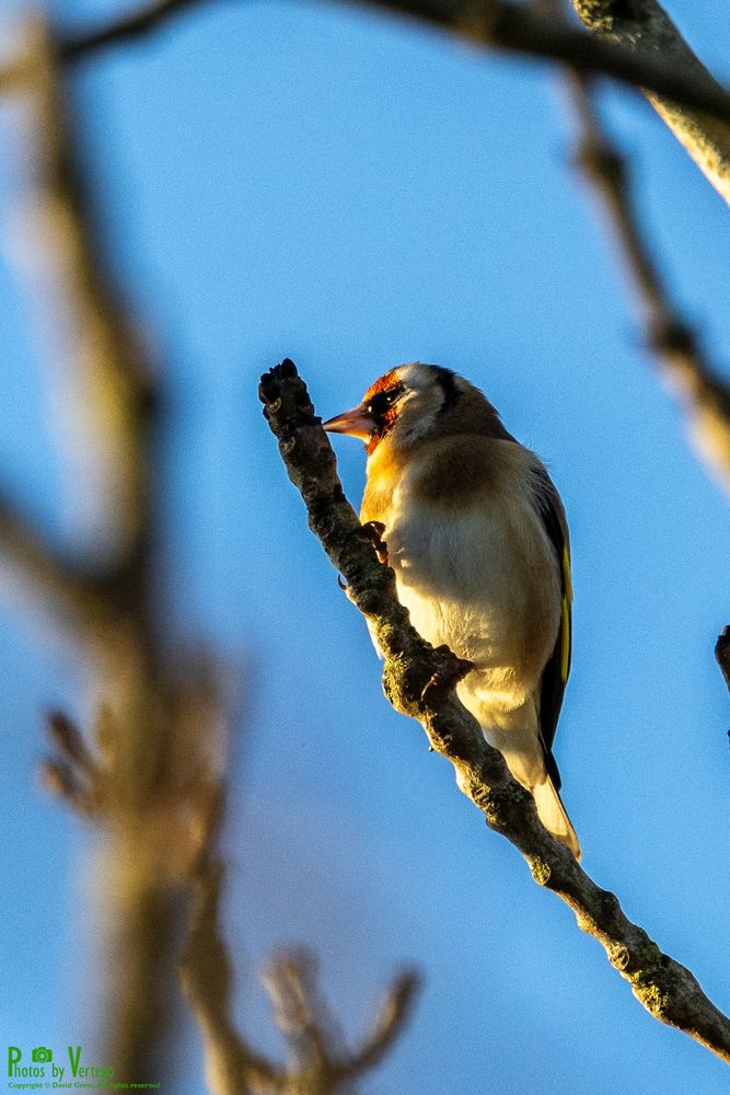 a Goldfinch enjoying the early morning sunlight