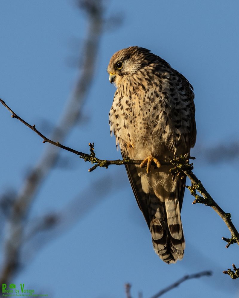 kestrel