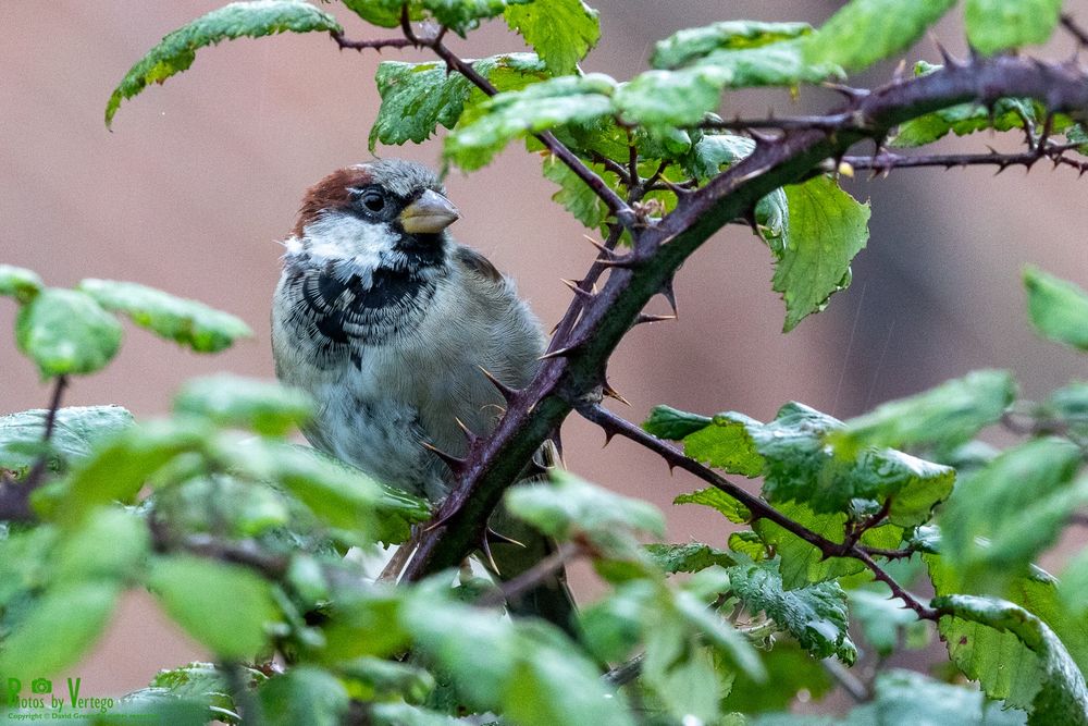 sparrow on brambles