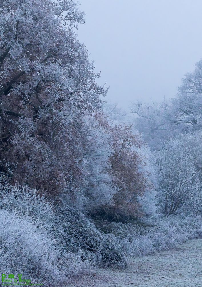 the cold colours of a hoar frost