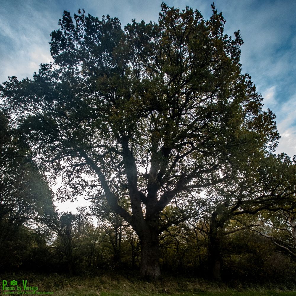 English Oak (Quercus robur)