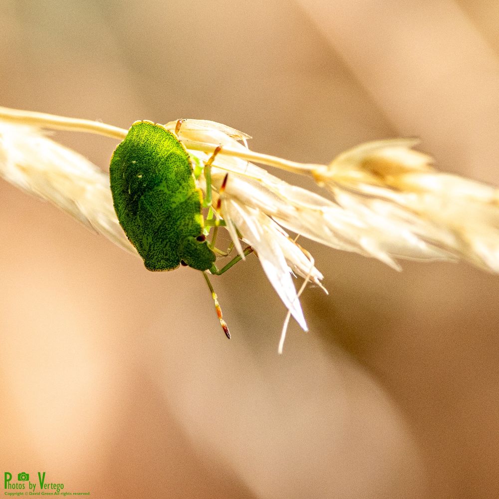 Common green shieldbug