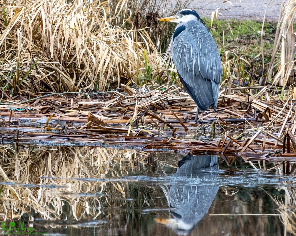 grey heron wading in reeds and reflected in the surface of the lake
