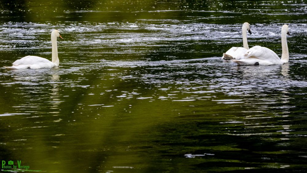 A pair of mute swans being 'chased' by a third
