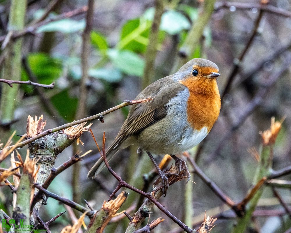 Robin early in the morning peering out from the recently 'trimmed' hedgerow